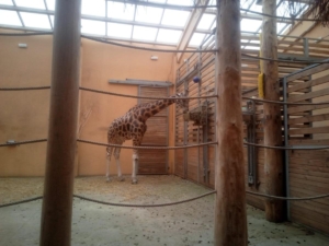 IMG-20210623-WA0006